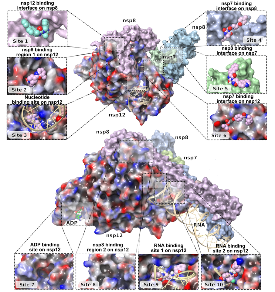 SARS-CoV-2 Polymerase Complex